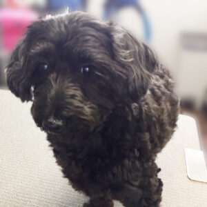 よろしくミックス