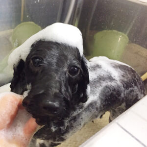 シャンプーミックス