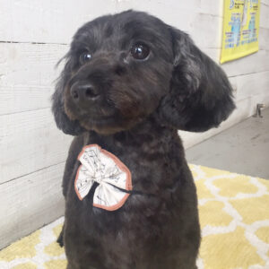 仕上がりミックス