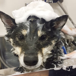 シャンプーしば