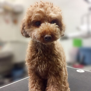 よろしくトイプー