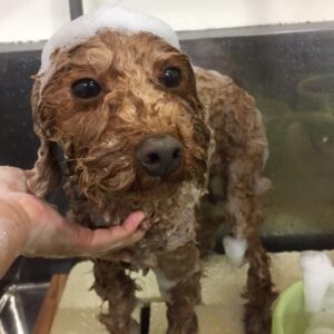 シャンプートイプー