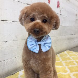 仕上がりトイプー