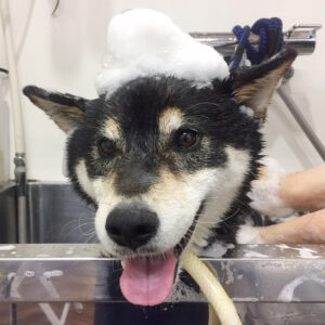 シャンプーしば