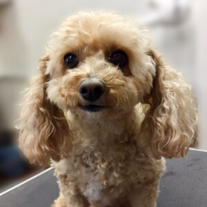 よろしくトイプー