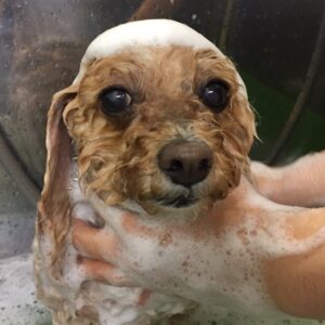 シャンプートイプー