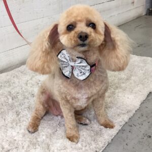 仕上がりトイプー