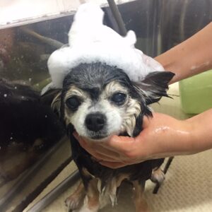 シャンプーチワワ