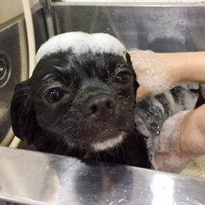 シャンプーチワワ