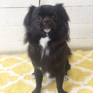 仕上がりチワワ