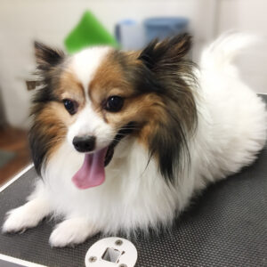 よろしくパピヨン