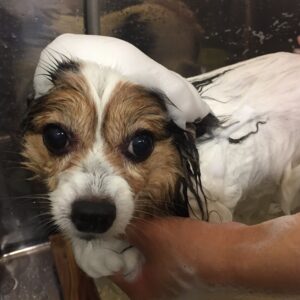 シャンプーパピヨン