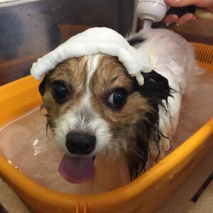 お風呂パピヨン