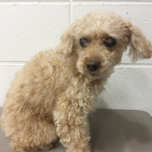 よろしくトイプー