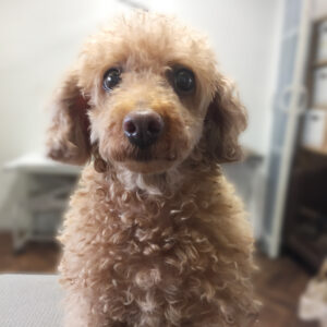 よろしくトイプー