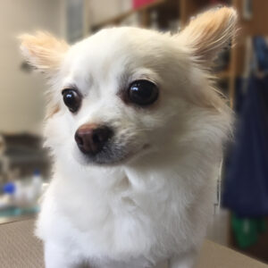 よろしくチワワ