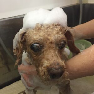 シャンプートイプー