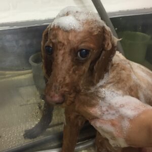 シャンプートイプー