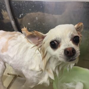 シャンプーチワワ