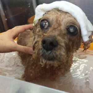 お風呂トイプー