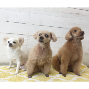 仕上がりトイプー&チワワ