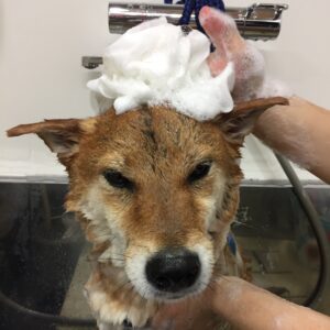 シャンプーしば