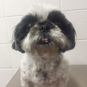 よろしくシーズー