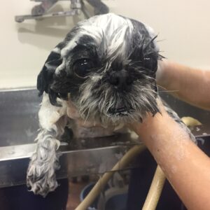 シャンプーシーズー