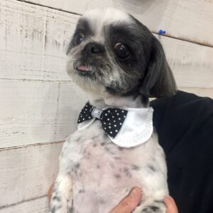 仕上がりシーズー