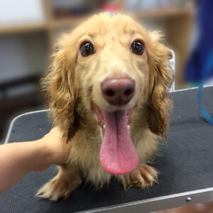 よろしくダックス