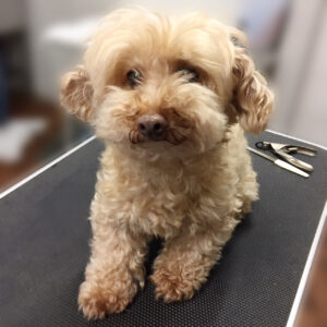 よろしくトイプー