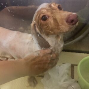 シャンプーダックス