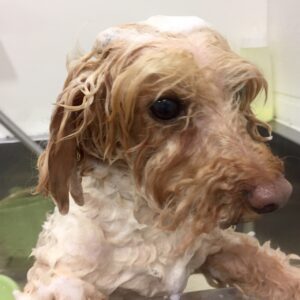 シャンプートイプー