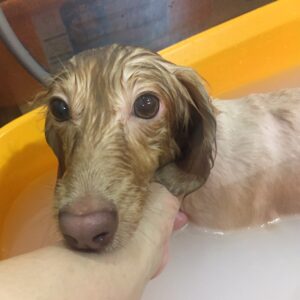 お風呂ダックス