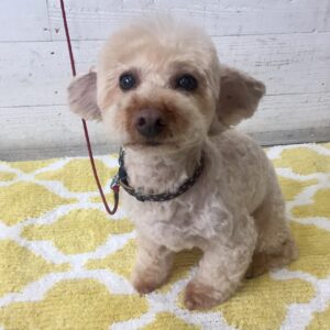 仕上がりトイプー