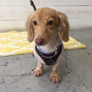 仕上がりダックス