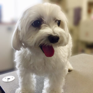 よろしくマルチーズ