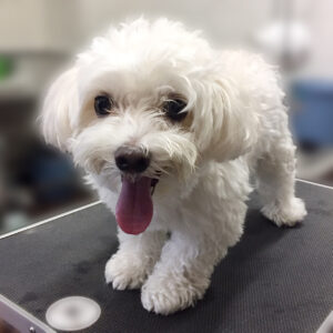 よろしくマルチーズ