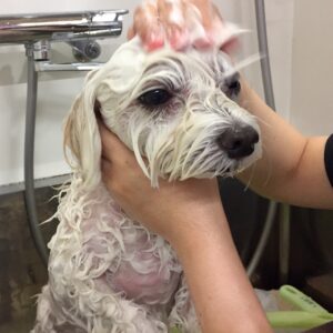 シャンプーマルチーズ