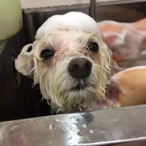 シャンプーマルチーズ