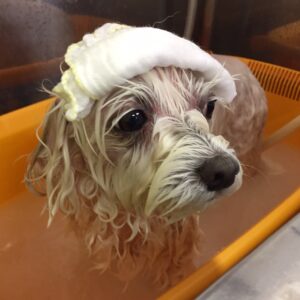 お風呂マルチーズ