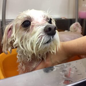 シャンプーマルチーズ