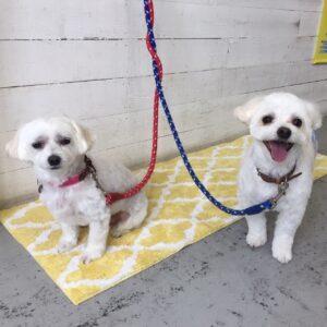 仕上がりマルチーズ