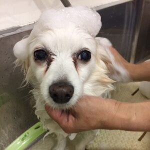 シャンプーミックス