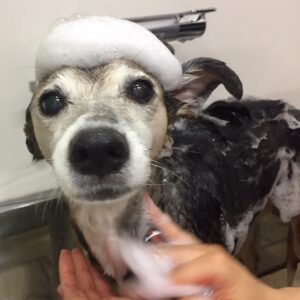 シャンプーミックス