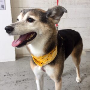 シャンプーミックス