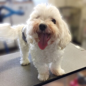 よろしくマルチーズ