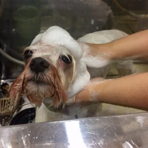 シャンプーマルチーズ