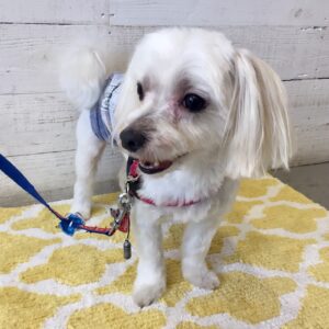 仕上がりマルチーズ