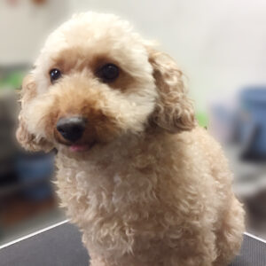 よろしくトイプー